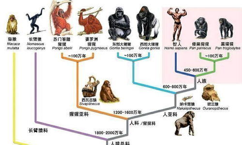 原始人类进化过程(原始人类进化过程视频)