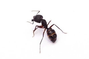 蚂蚁搭讪(蚂蚁eric)