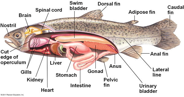 鱼呼吸过程(鱼的呼吸过程视频教程)